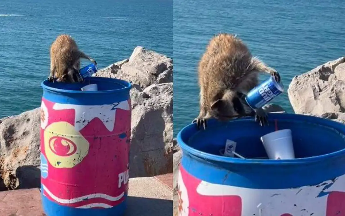 Activistas piden apoyo para cuidar el bienestar de los mapaches que viven en las escolleras de playa Miramar Captura de pantalla TikTok